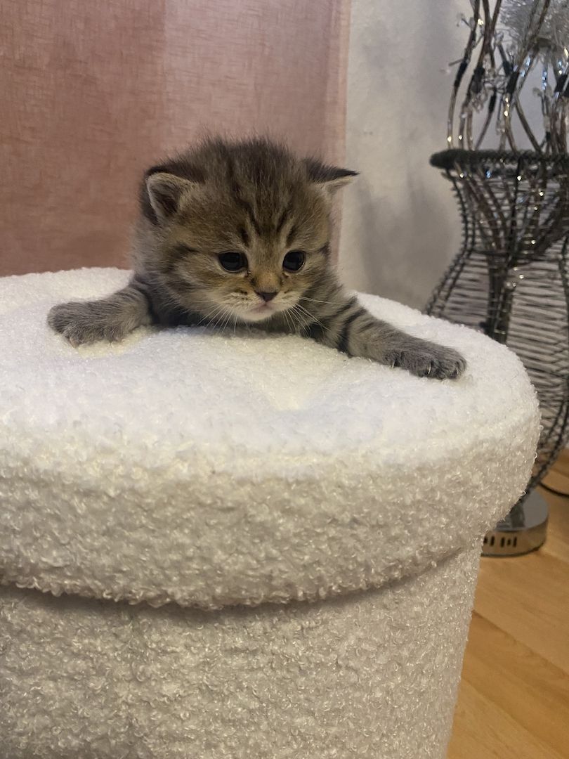 Britisch kurzhaar mit Stammbaum Britisch kurzhaar mit Stammbaum