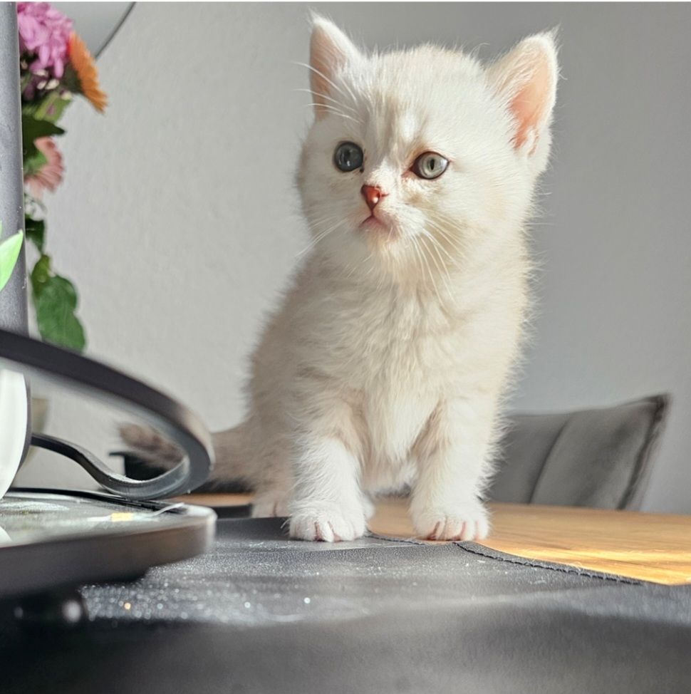 1 Niedliche BKH Kitty 1 Niedliche BKH Kitty