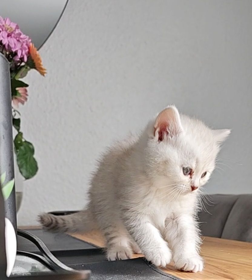 1 Niedliche BKH Kitty 1 Niedliche BKH Kitty