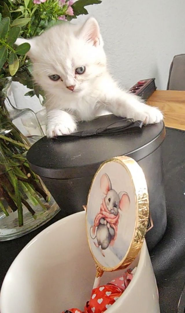 1 Niedliche BKH Kitty 1 Niedliche BKH Kitty