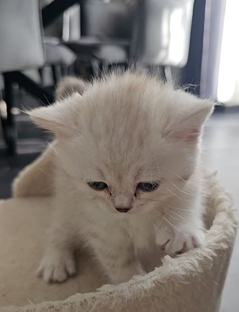 1 Niedliche BKH Kitty 1 Niedliche BKH Kitty