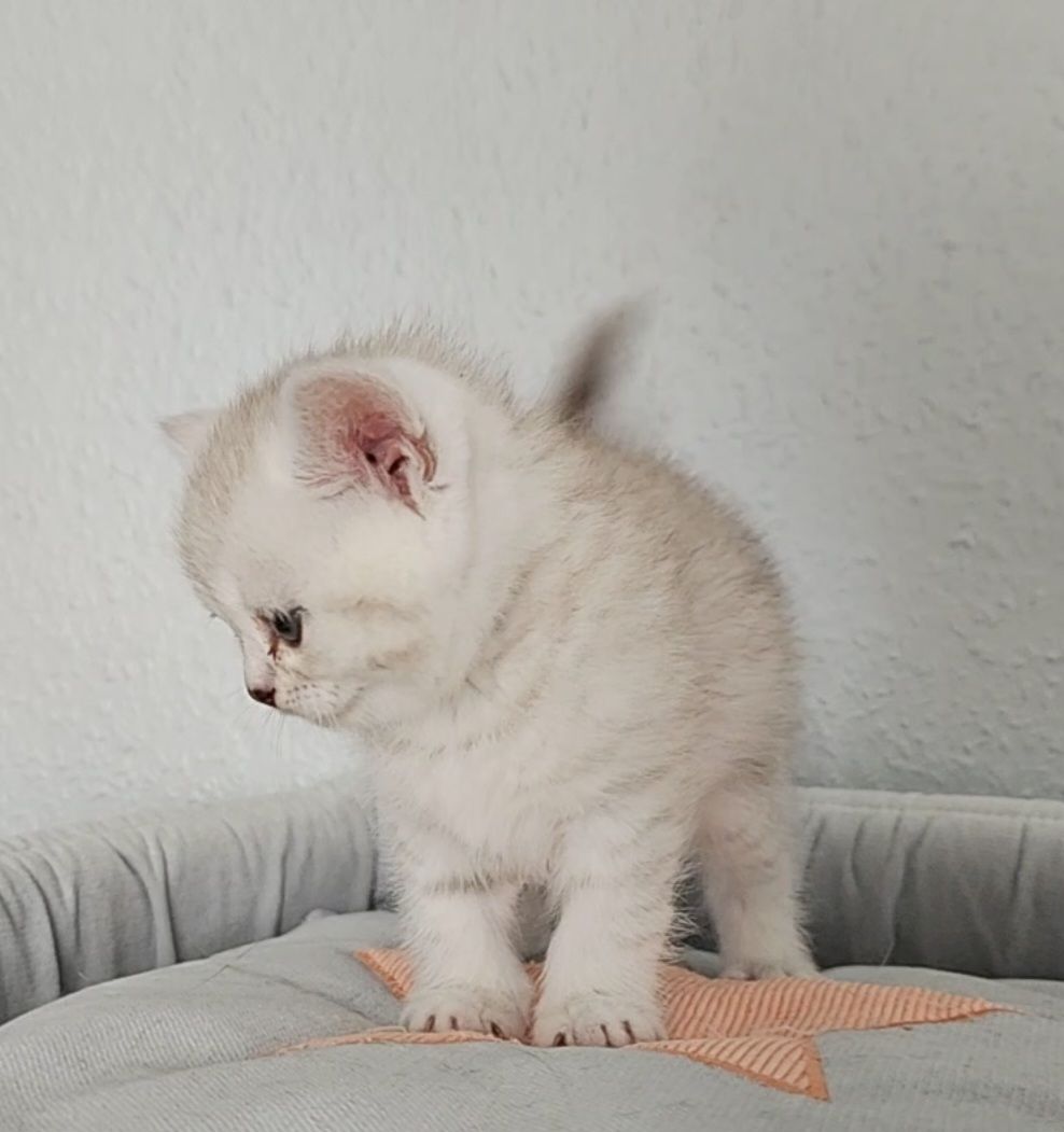 1 Niedliche BKH Kitty 1 Niedliche BKH Kitty