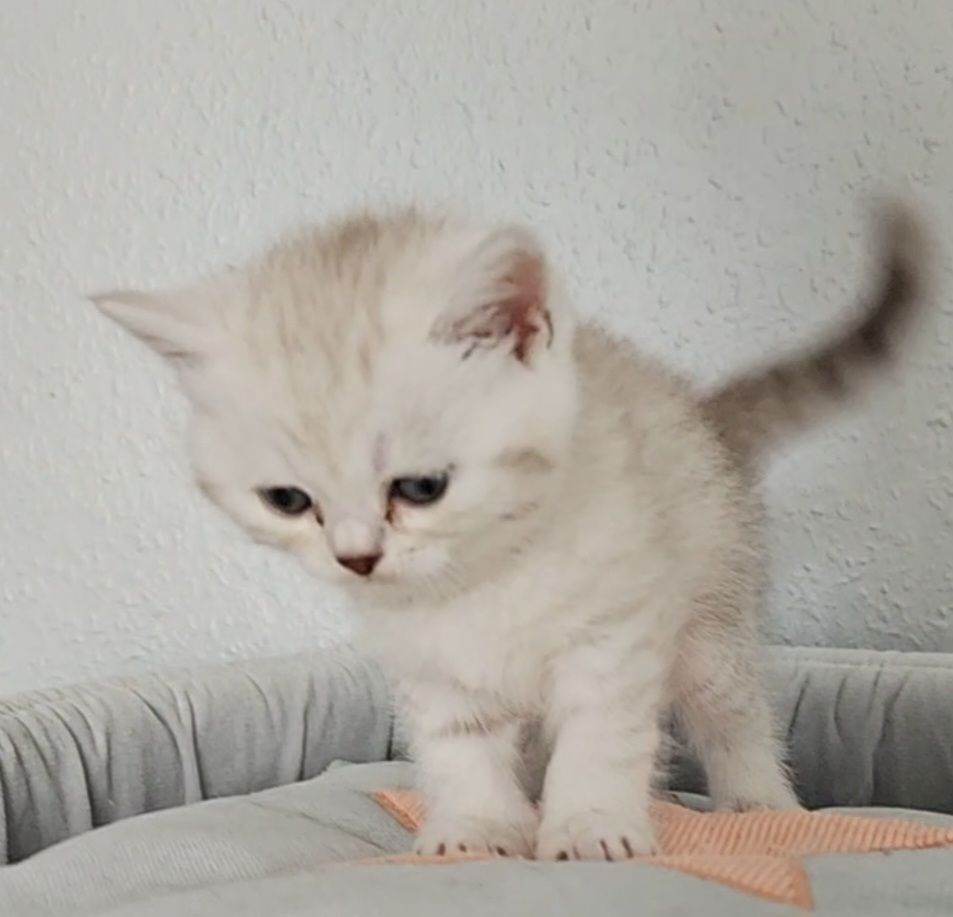 1 Niedliche BKH Kitty 1 Niedliche BKH Kitty