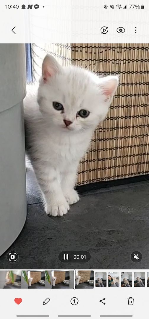 1 Niedliche BKH Kitty 1 Niedliche BKH Kitty