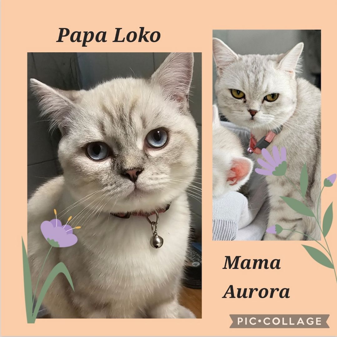 1 Niedliche BKH Kitty 1 Niedliche BKH Kitty