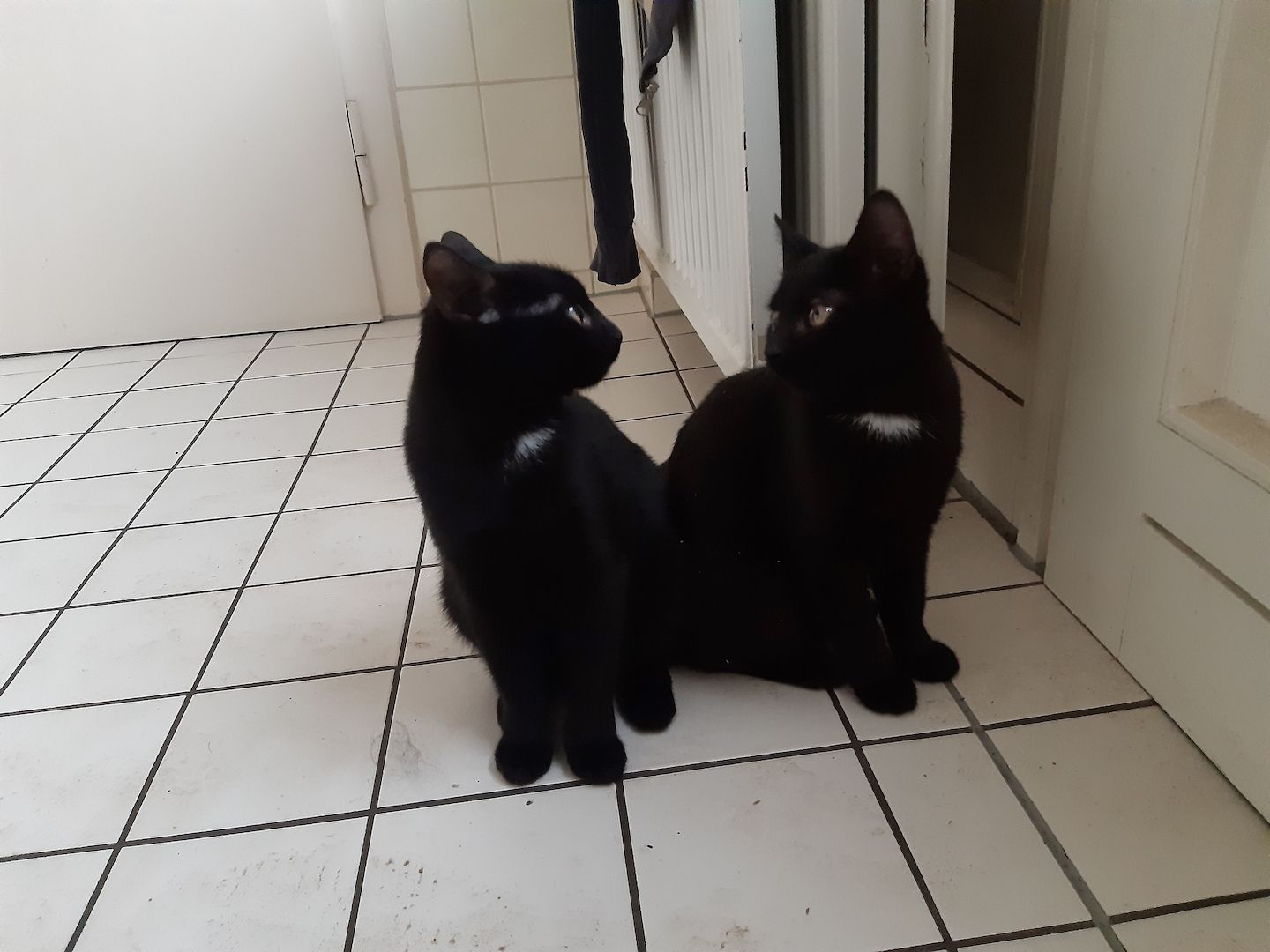 Junge Katzen vom Bauernhof