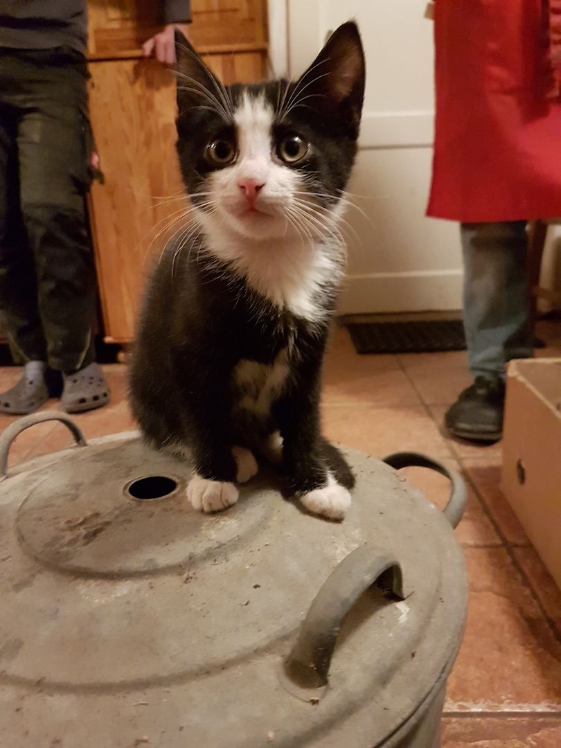 Junge Katzen vom Bauernhof