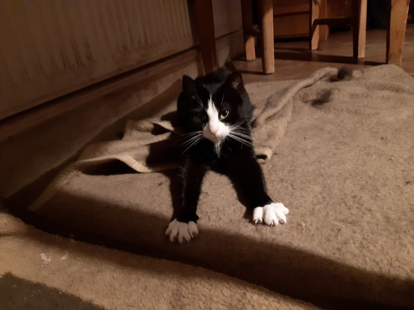 Junge Katzen vom Bauernhof