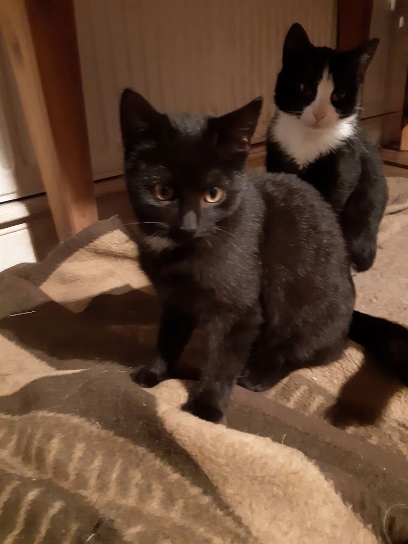 Junge Katzen vom Bauernhof