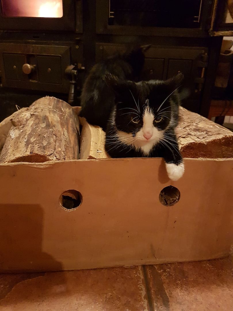 Junge Katzen vom Bauernhof