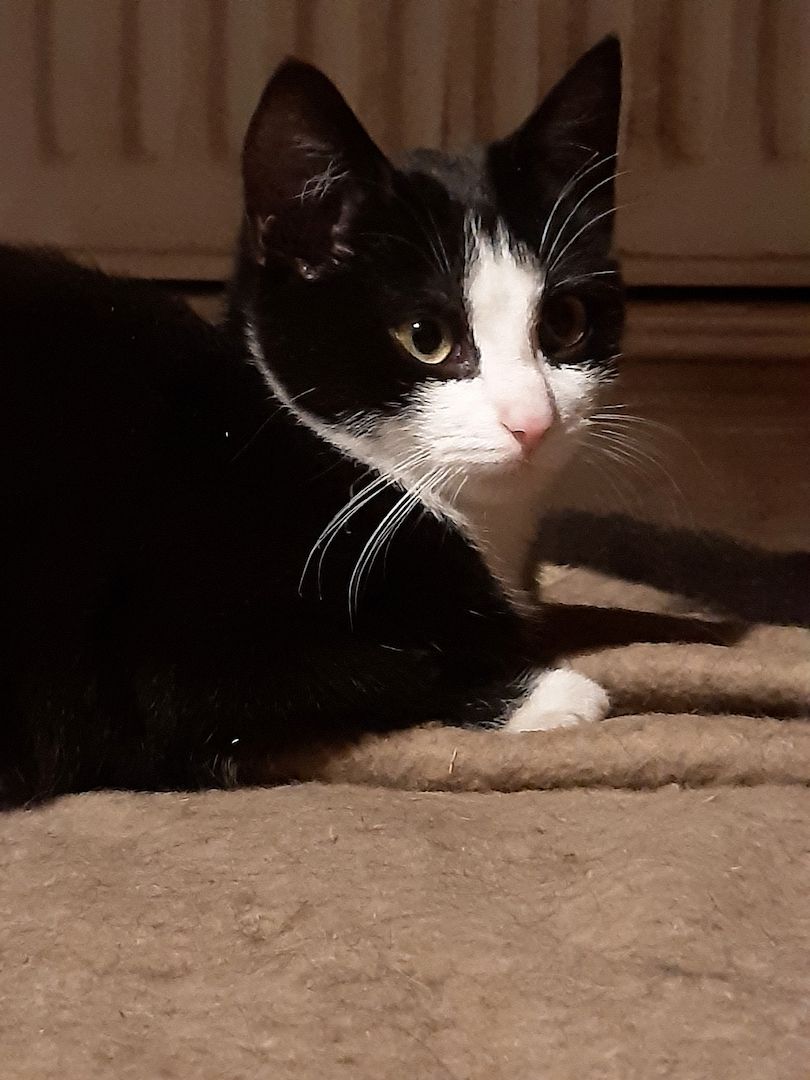 Junge Katzen vom Bauernhof