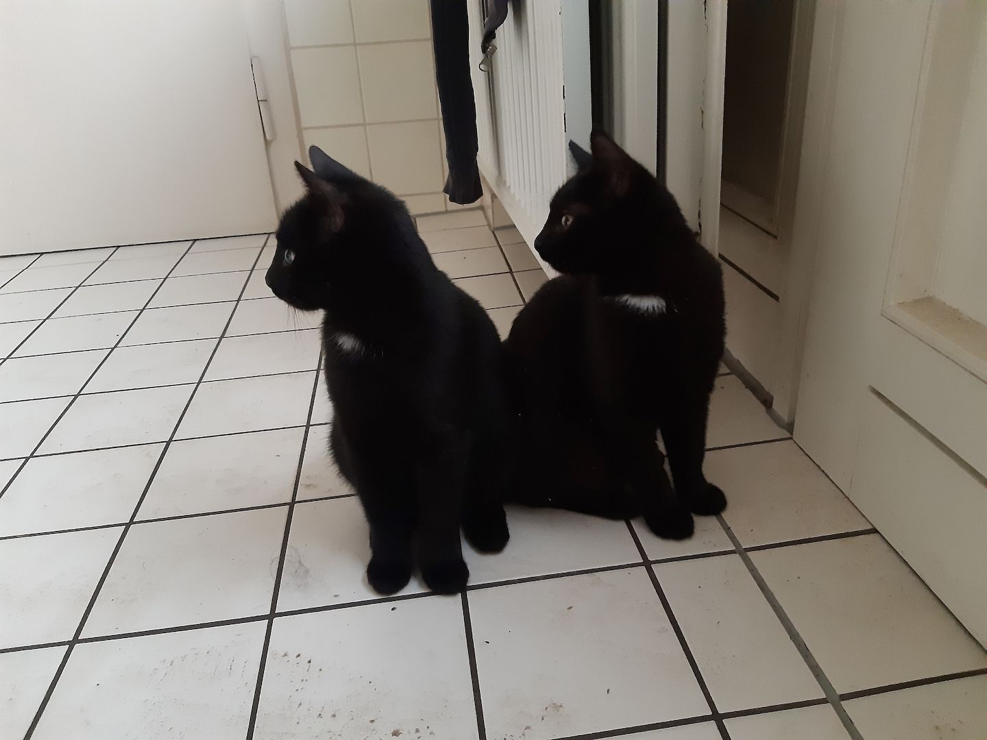 Junge Katzen vom Bauernhof