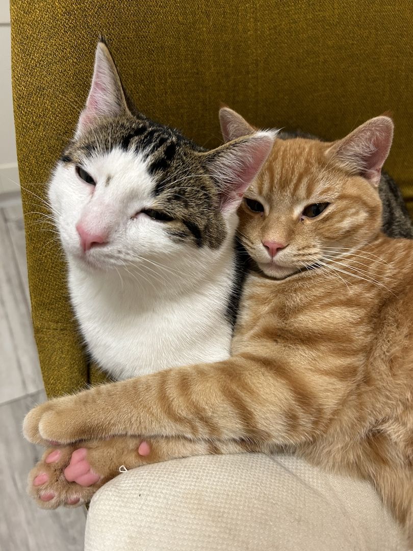 2 Kater / Katze Beide ca 1 Jahr alt