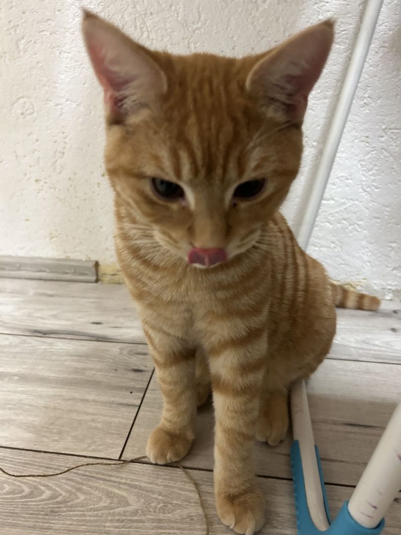 2 Kater / Katze Beide ca 1 Jahr alt