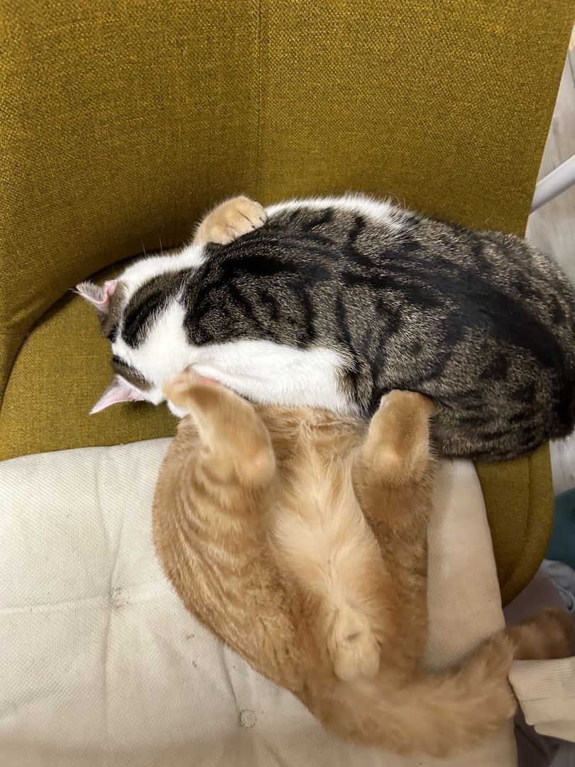 2 Kater / Katze Beide ca 1 Jahr alt