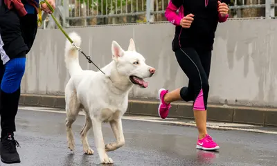 Erfolgreich mit dem Hund joggen: Praktische Tipps und Anregungen