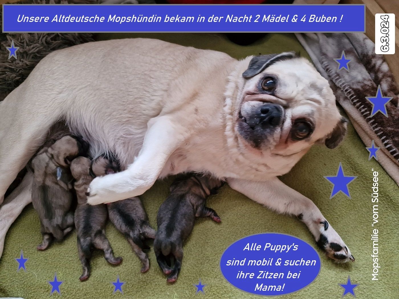 Altdeutsche Mopswelpen mit guter Nase !