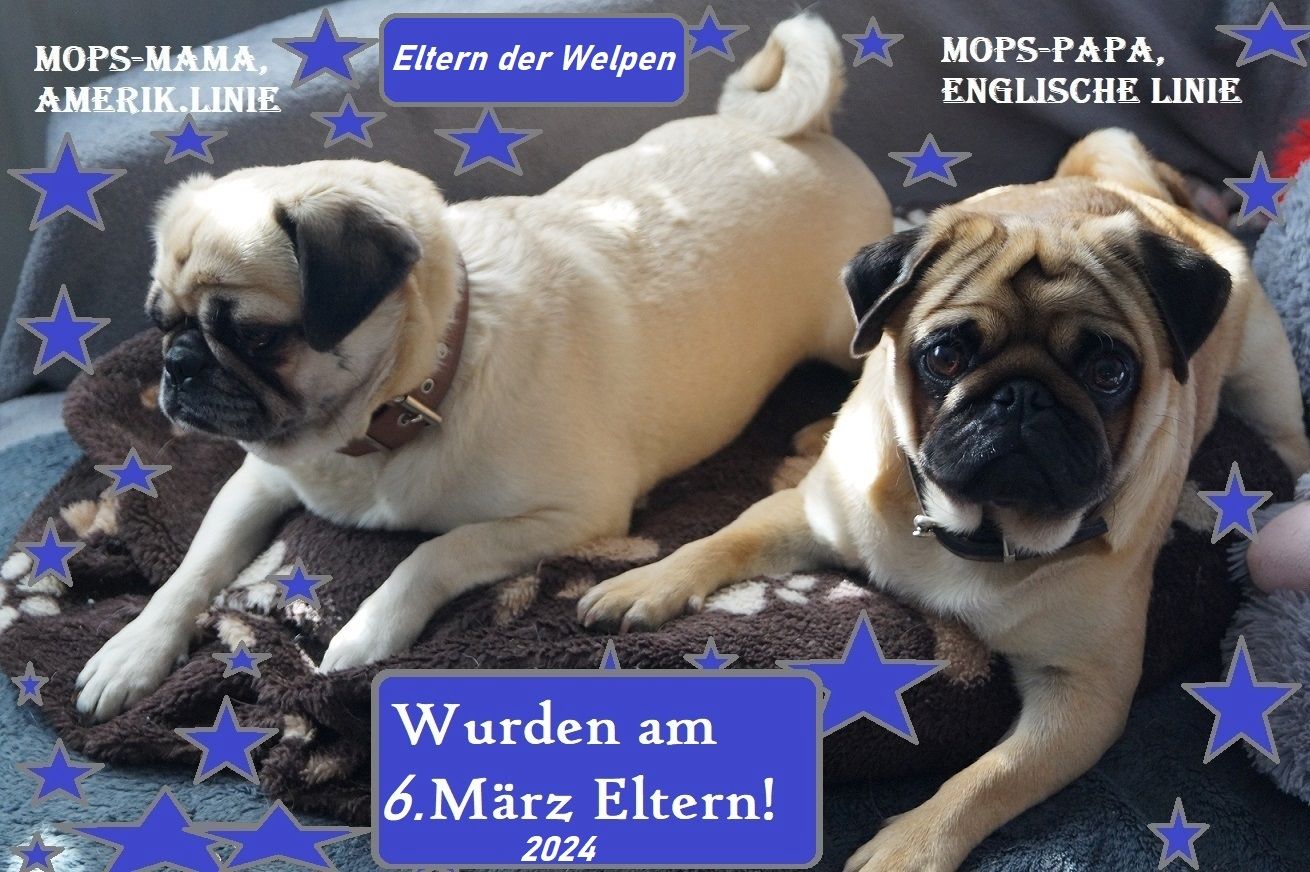 Altdeutsche Mopswelpen mit guter Nase !