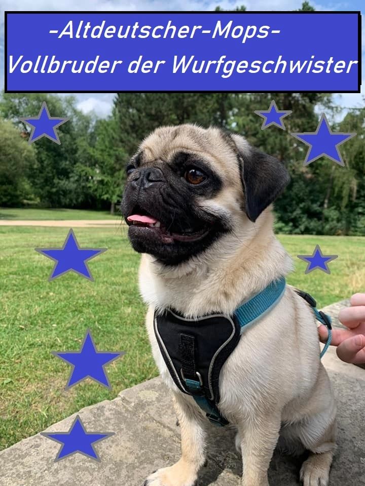 Altdeutsche Mopswelpen mit guter Nase !