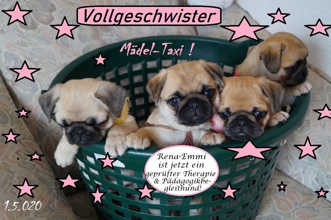 Altdeutsche Mopswelpen mit guter Nase !