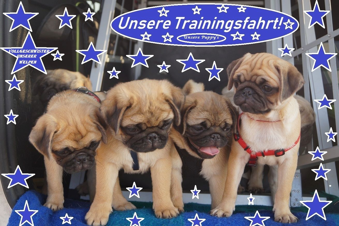 Altdeutsche Mopswelpen mit guter Nase !