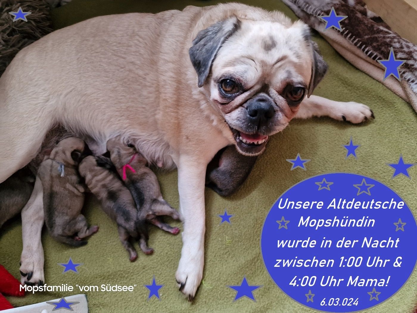 Altdeutsche Mopswelpen mit guter Nase !