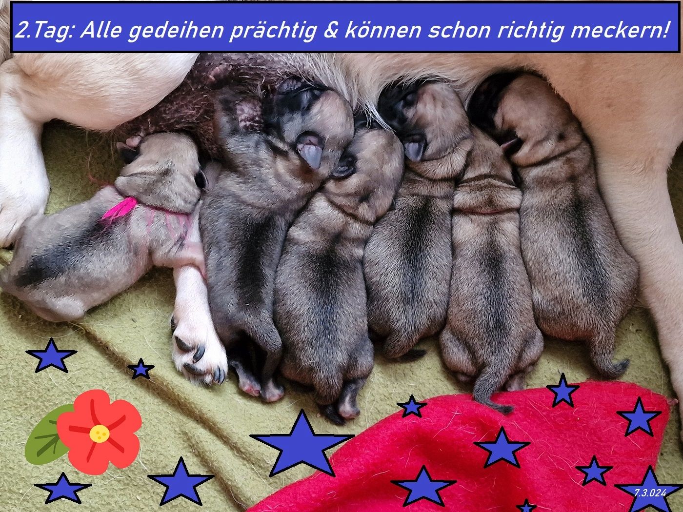 Altdeutsche Mopswelpen mit guter Nase !