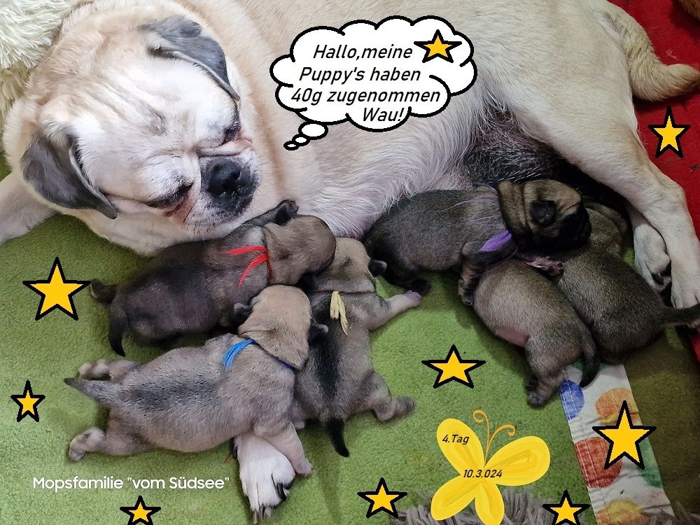 Altdeutsche Mopswelpen mit guter Nase !