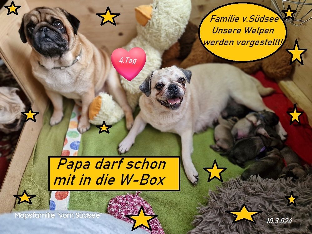 Altdeutsche Mopswelpen mit guter Nase !