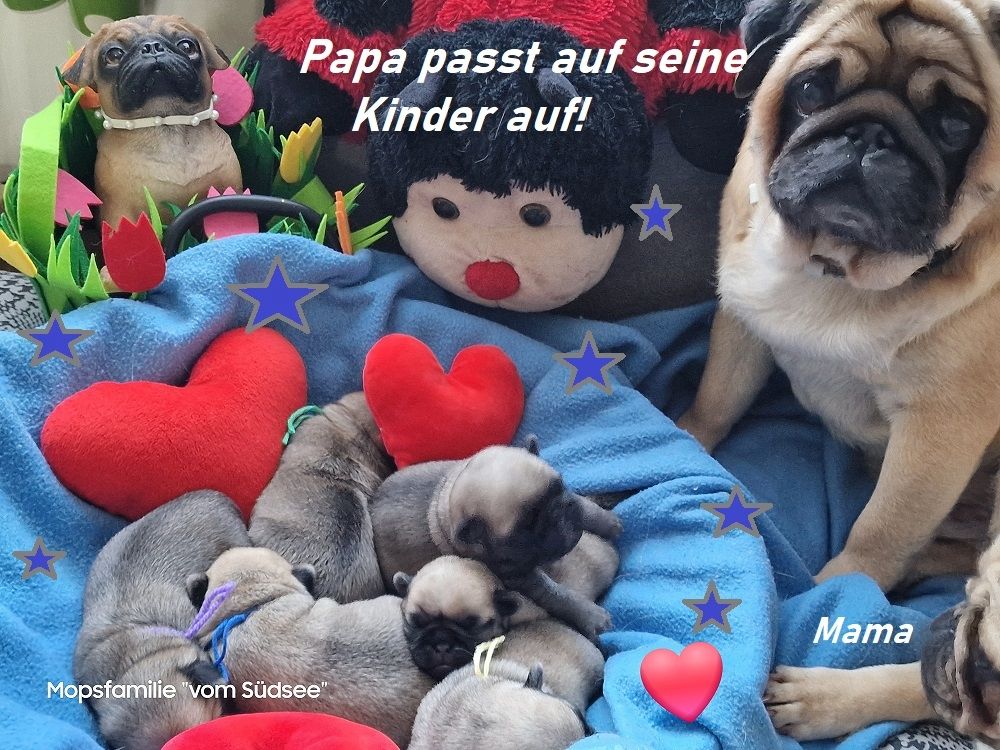 Altdeutsche Mopswelpen mit guter Nase !