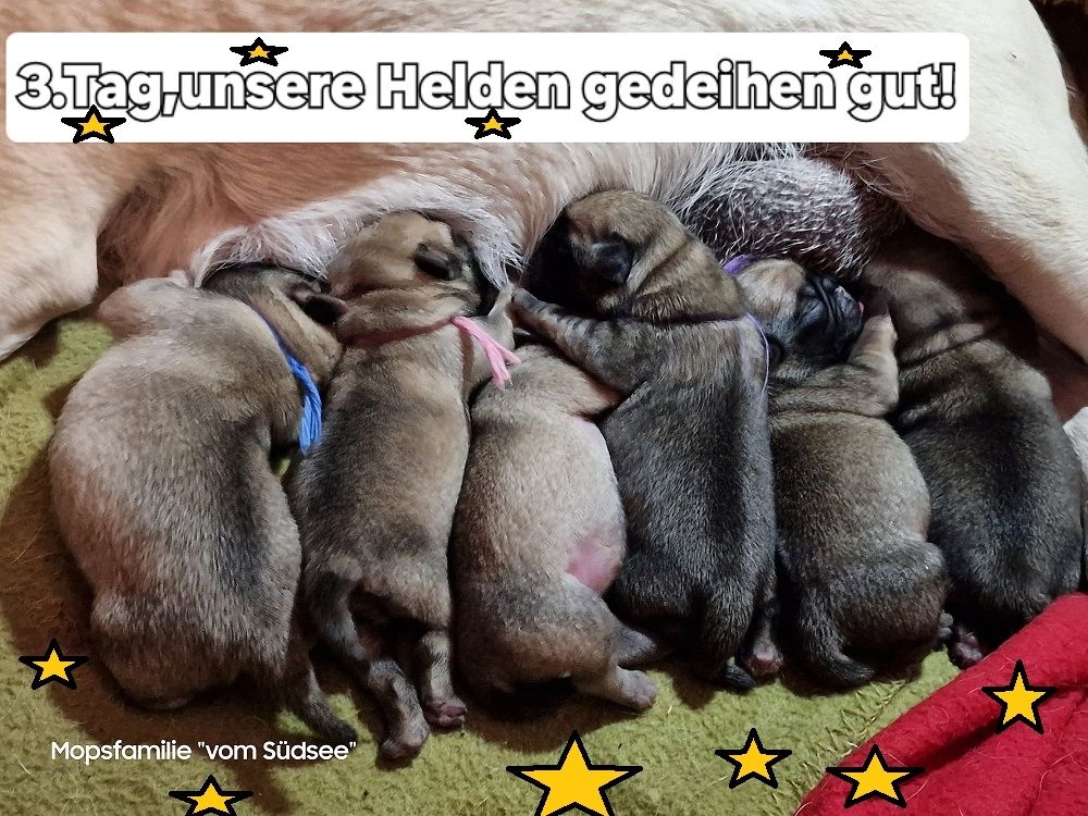 Altdeutsche Mopswelpen mit guter Nase !