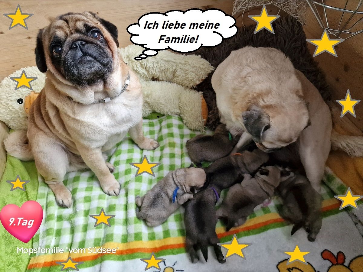 Altdeutsche Mopswelpen mit guter Nase !