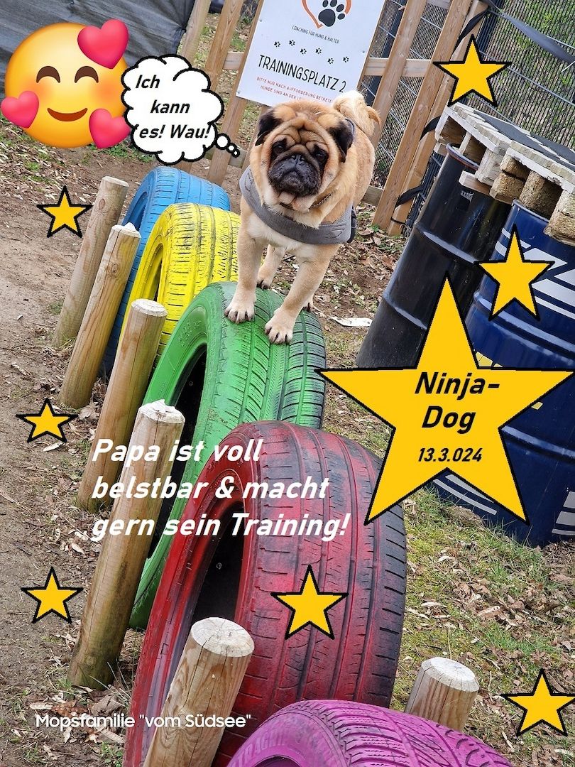 Altdeutsche Mopswelpen mit guter Nase !