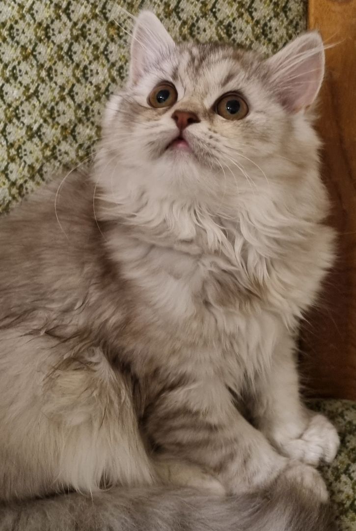BKH Langhaar Kitten