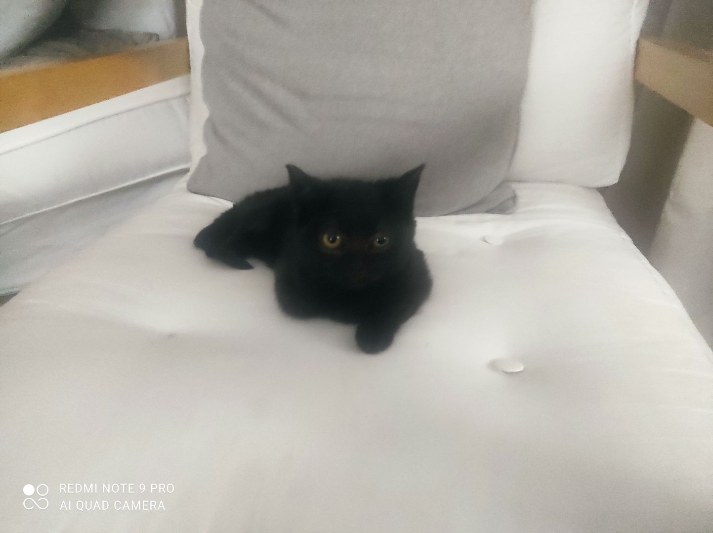 2 BKH Kitten (Weiblich)