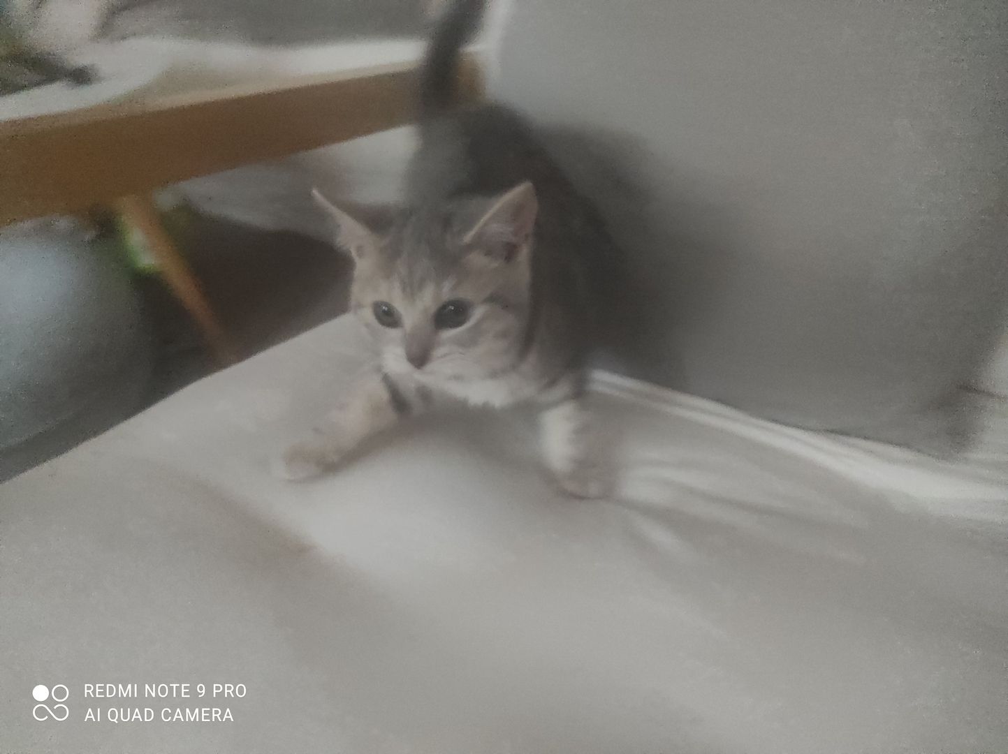 2 BKH Kitten (Weiblich)