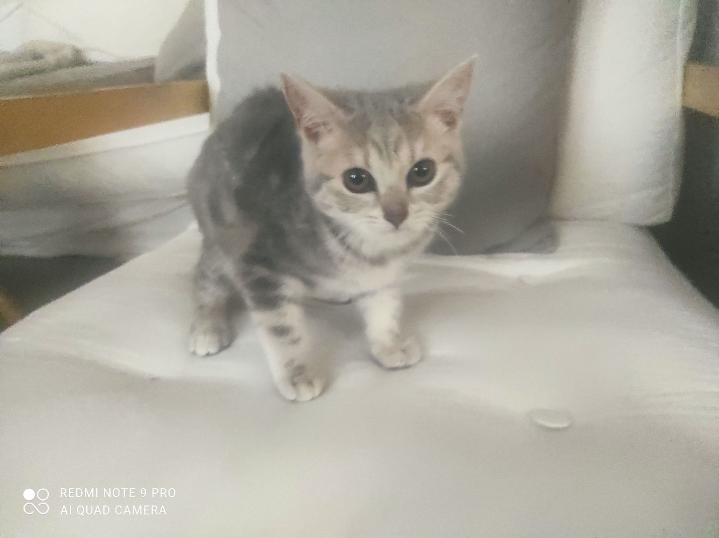 2 BKH Kitten (Weiblich)