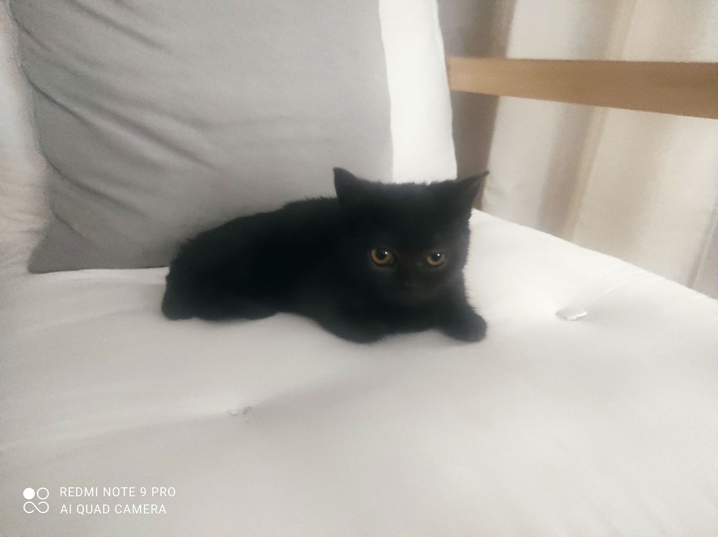 2 BKH Kitten (Weiblich)