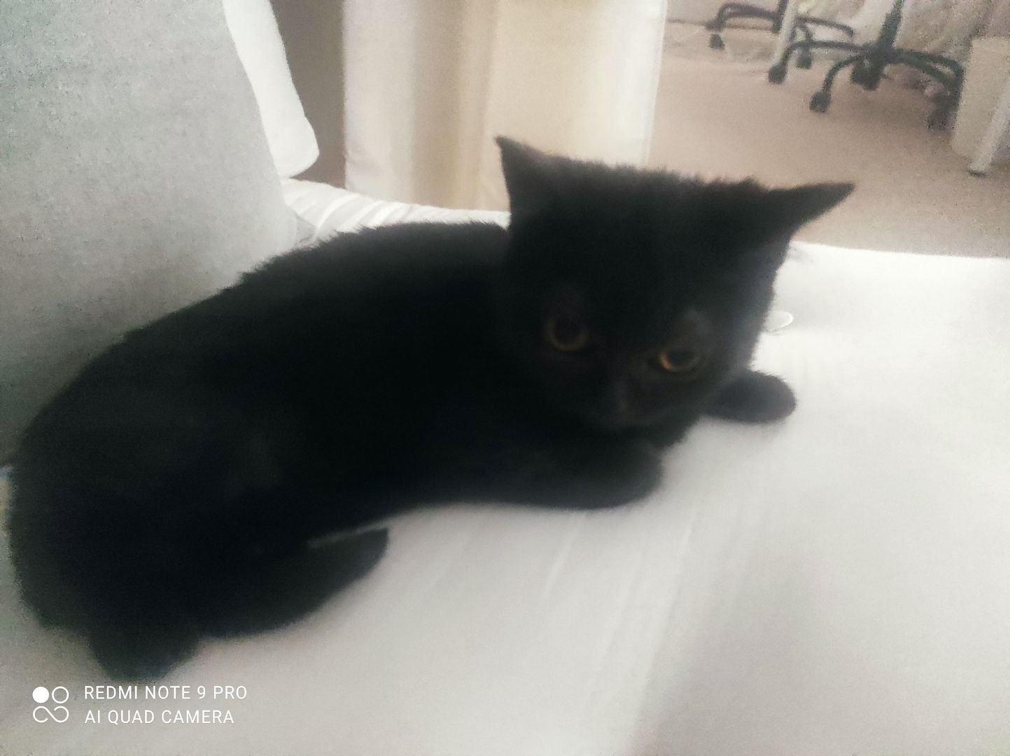 2 BKH Kitten (Weiblich)