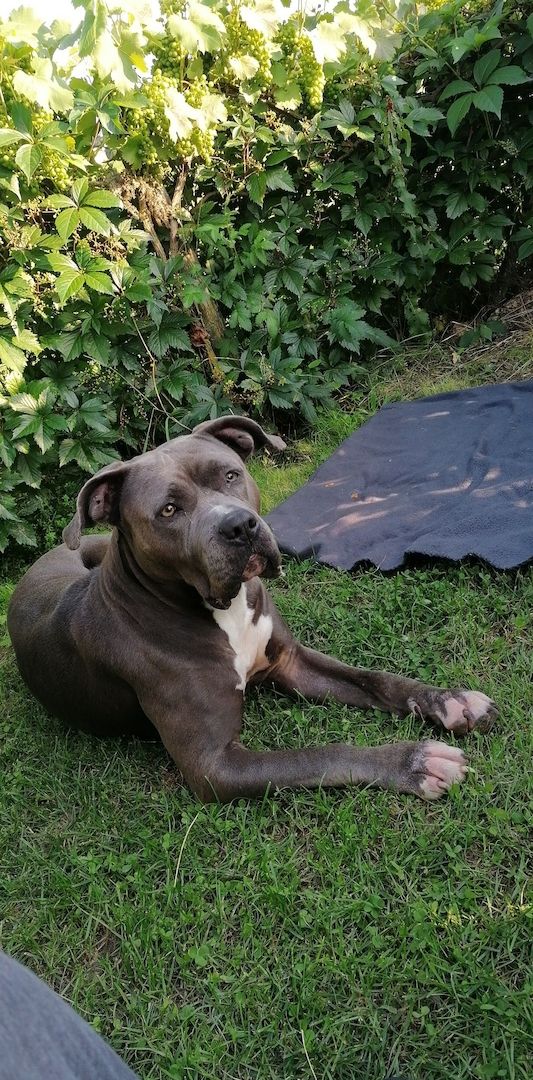 Hündin sucht Hündin sucht