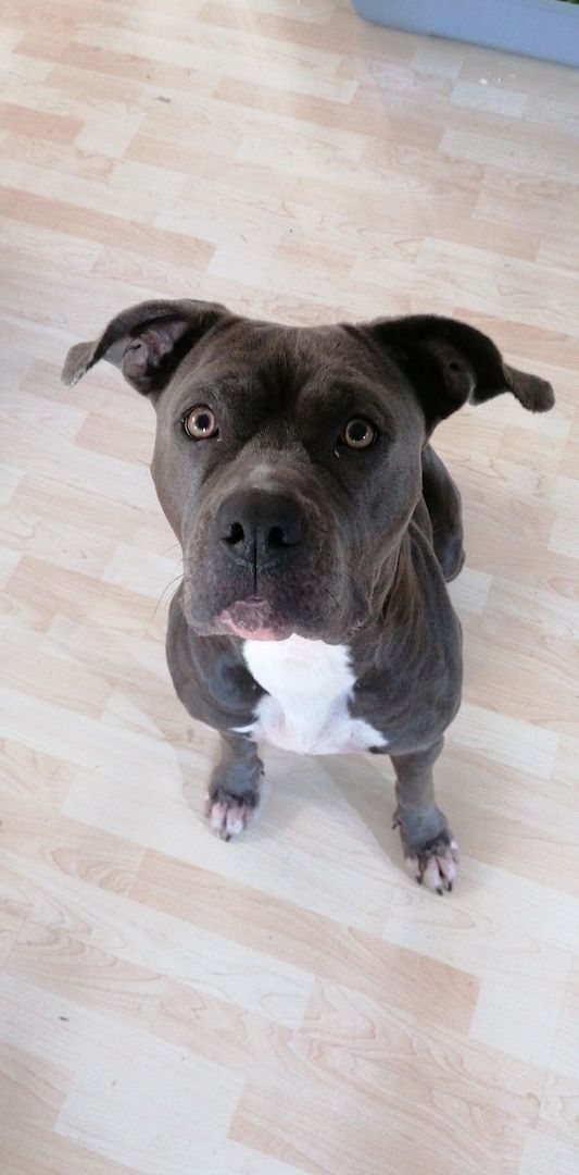 Hündin sucht Hündin sucht