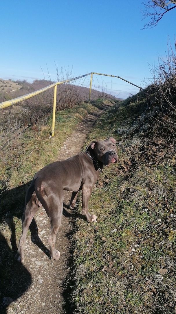 Hündin sucht Hündin sucht