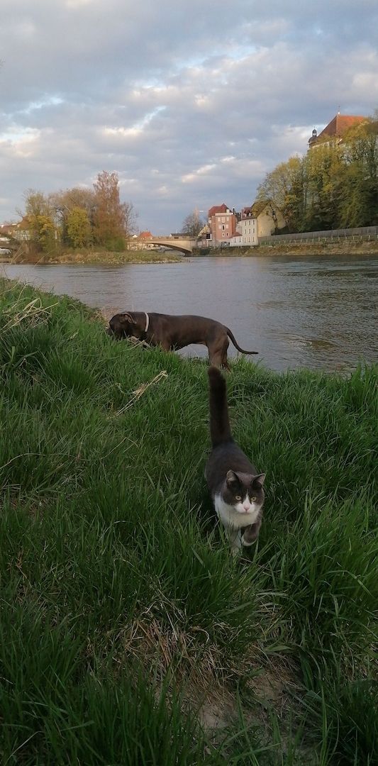 Hündin sucht Hündin sucht