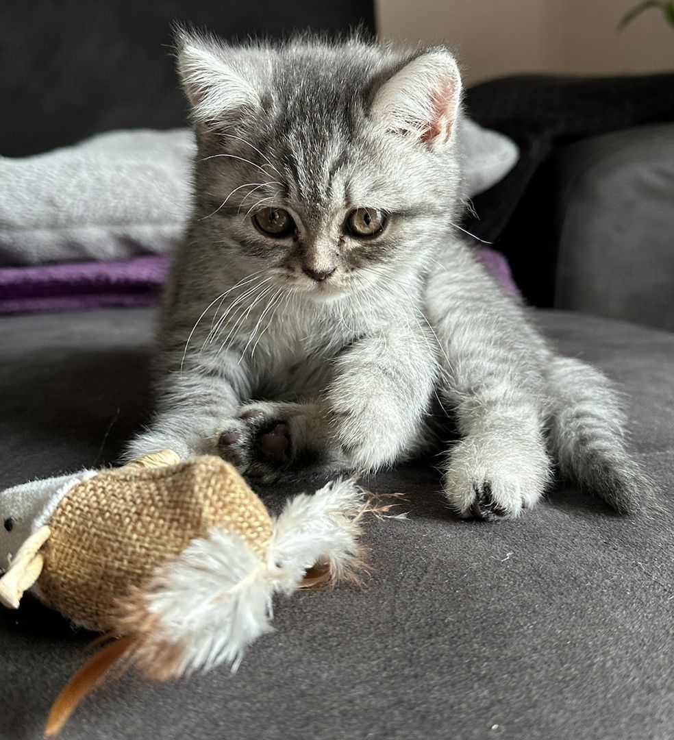 BKH Kitten sucht dringend ein neues Zuhause