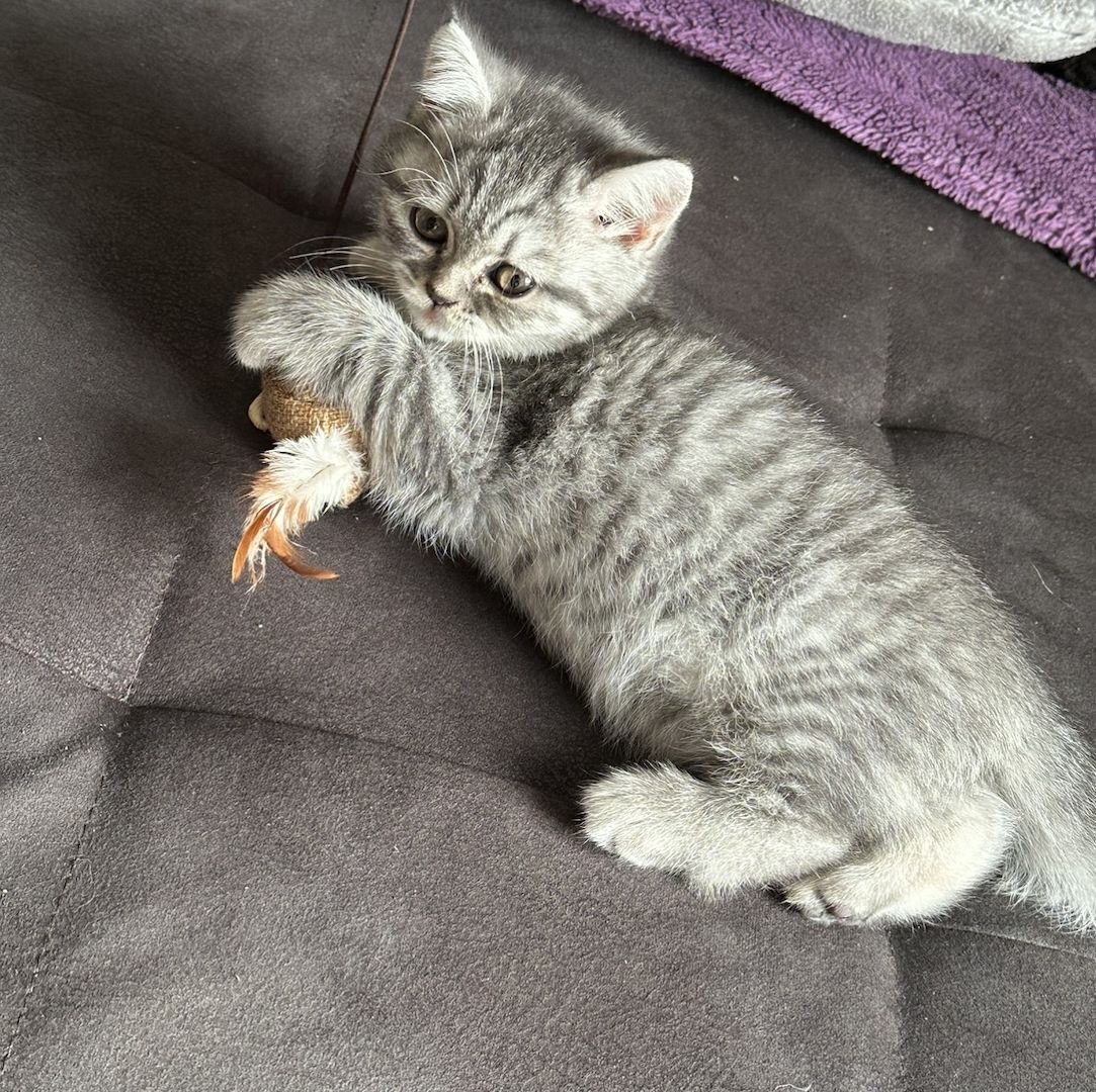 BKH Kitten sucht dringend ein neues Zuhause