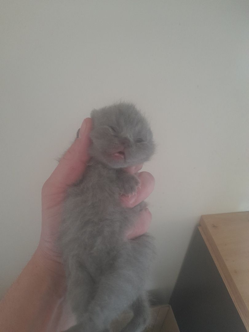 Katzen Babys zu verkaufen Katzen Babys zu verkaufen