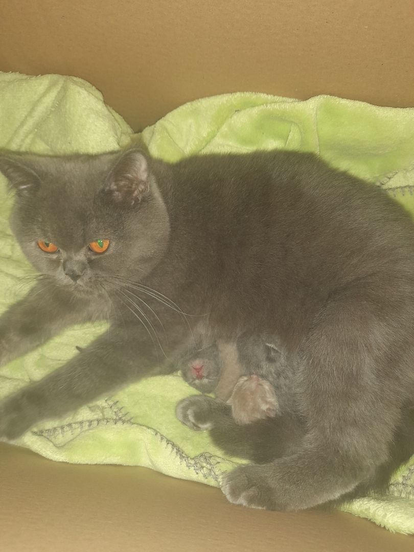 Katzen Babys zu verkaufen Katzen Babys zu verkaufen