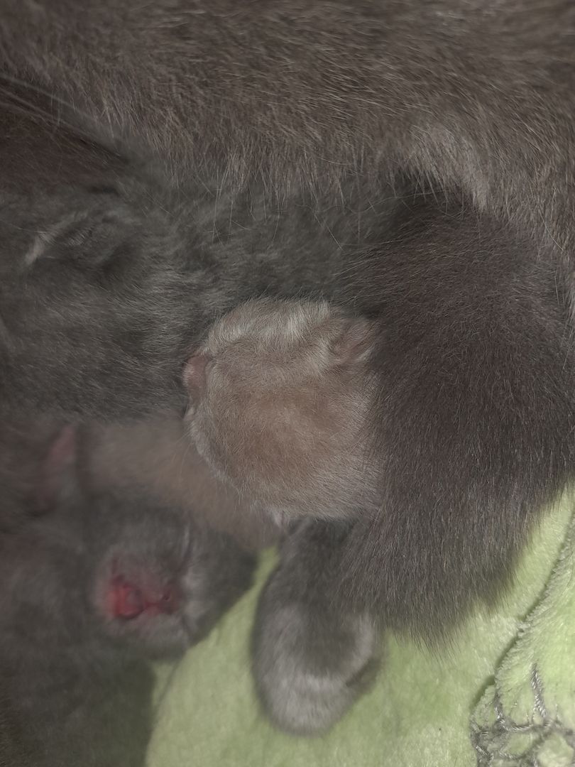 Katzen Babys zu verkaufen Katzen Babys zu verkaufen
