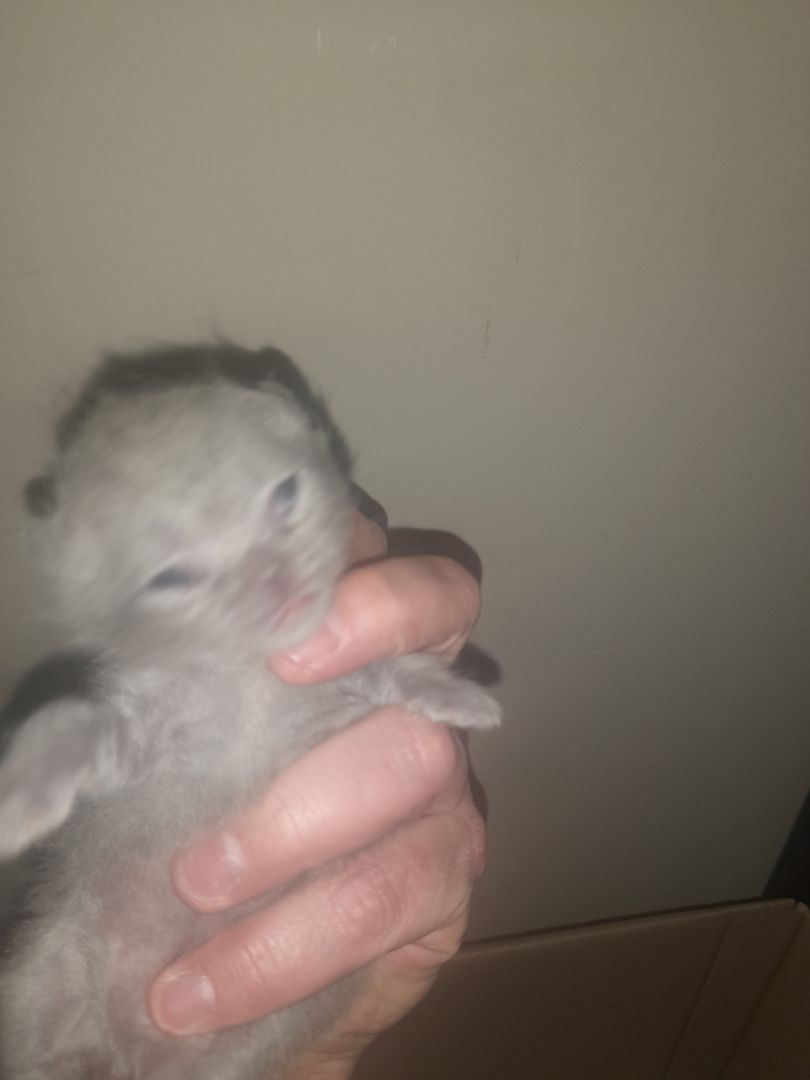 Katzen Babys zu verkaufen Katzen Babys zu verkaufen