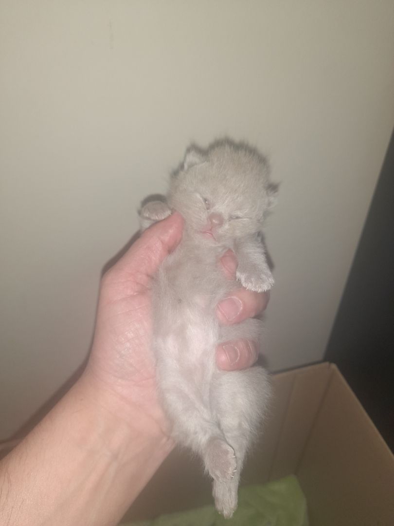 Katzen Babys zu verkaufen Katzen Babys zu verkaufen